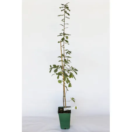 [Tree_600101] Trøffeltræ – Tuber Melanosporum – Duneg (Quercus pubescens)