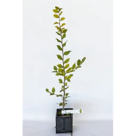 [Tree_600102] Trøffeltræ – Tuber Melanosporum – Avnbøg (Carpinus betulus)