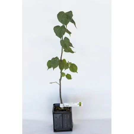 [Tree_600103] Trøffeltræ – Tuber Melanosporum – Småbladet lind (Tilia cordata)
