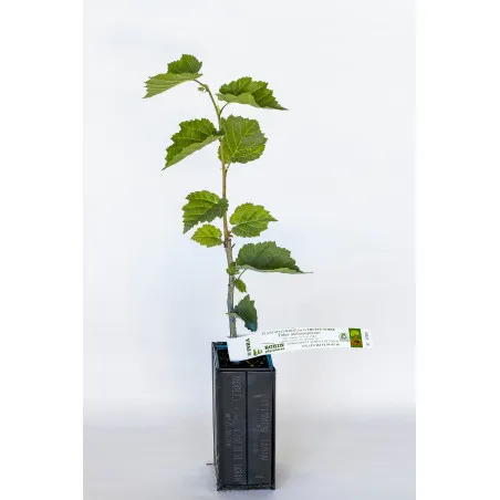 [Tree_600104] Trøffeltræ – Tuber Melanosporum – Hassel (Corylus avellana)