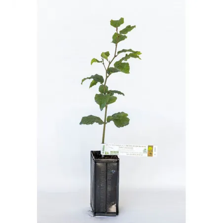 [Tree_600201] Trøffeltræ – Tuber Aestivum – Hassel (Corylus avellana)