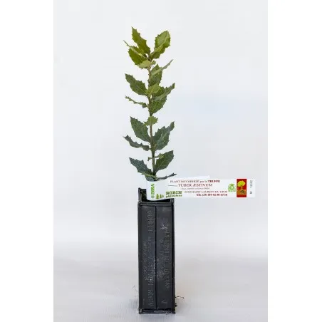 [Tree_600202] Trøffeltræ – Tuber Aestivum – Duneg (Quercus pubescens)