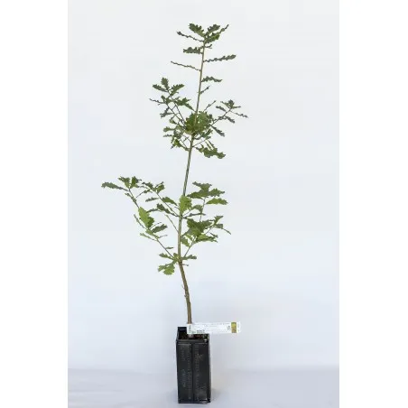 [Tree_600301] Trøffeltræ – Tuber Uncinatum – Duneg (Quercus pubescens)