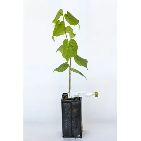 [Tree_600303] Trøffeltræ – Tuber Uncinatum – Småbladet lind (Tilia cordata)
