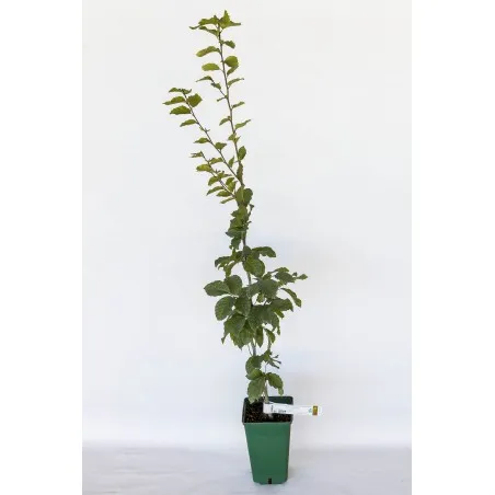 [Tree_600304] Trøffeltræ – Tuber Uncinatum – Almindelig bøg (Fagus sylvatica)